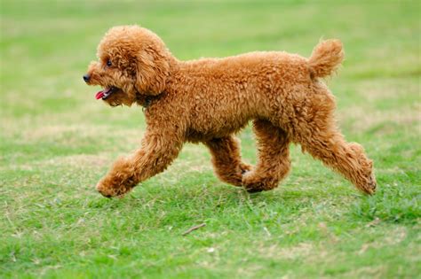 Miniature Poodle Dog Breed: Info, Pictures, Care, Traits & More